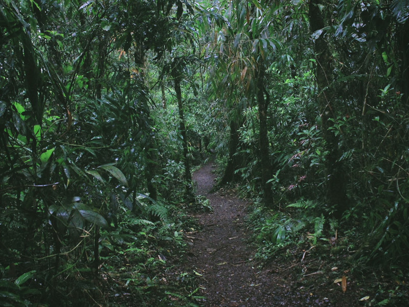 Un sentier de randonnée à travers la forêt